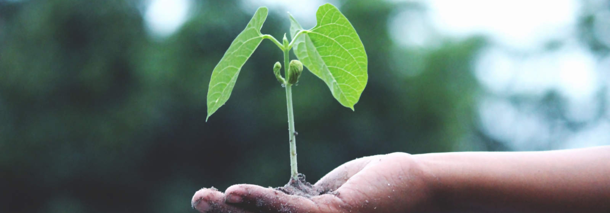 Planta crecer