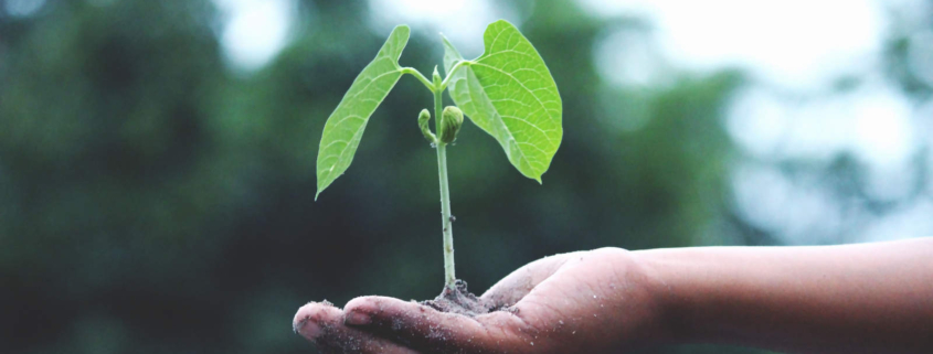 Planta crecer